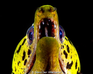 This is a photo of yellow eel in her cave. Taken in Puert... by Glenn Ian Villanueva 